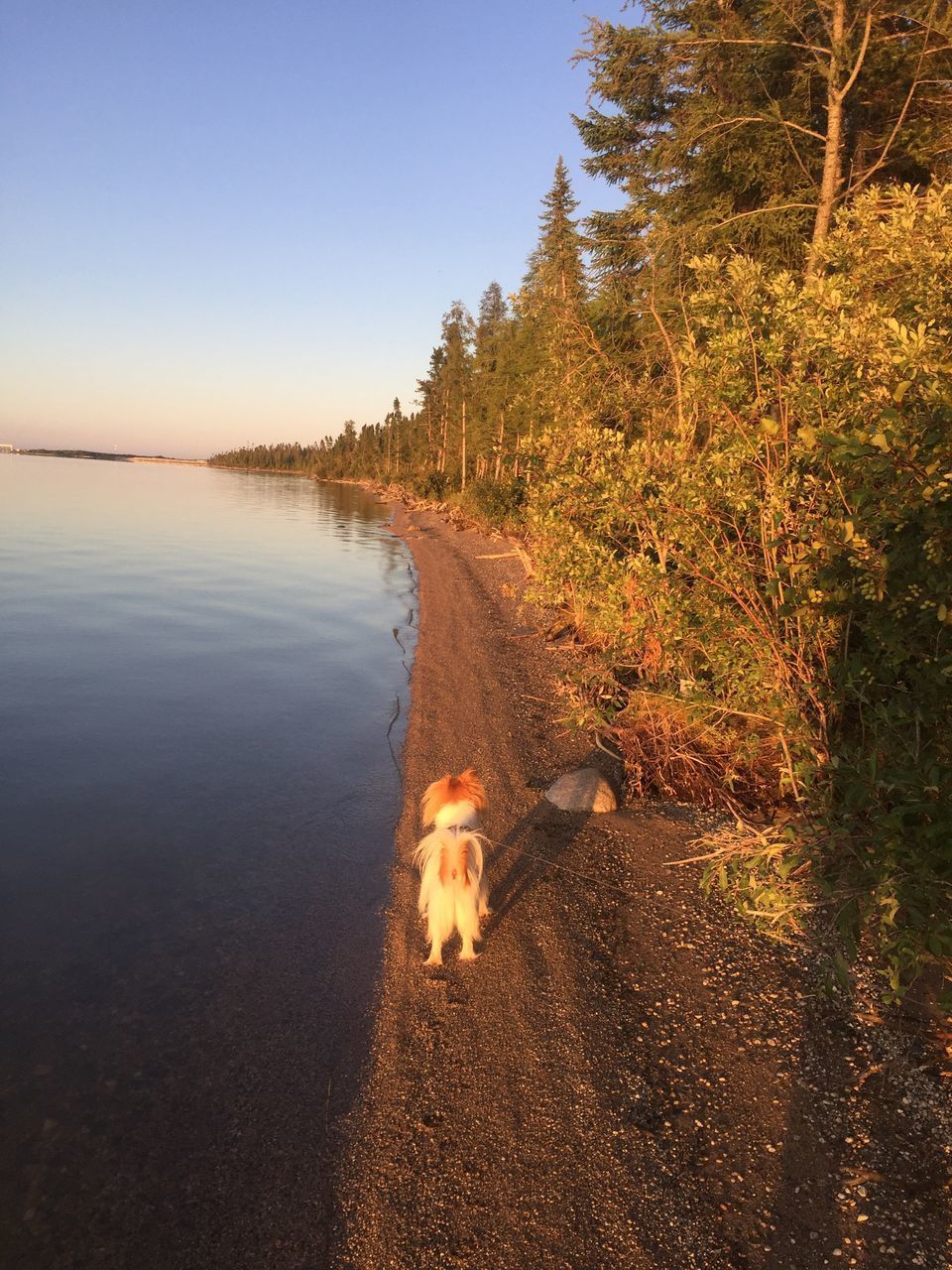 The Week On EyeEm EyeEmNewHere Chewie Dog Trees And Sky Nature Water Outdoors Beauty In Nature Shadows Pet Portraits