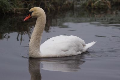 Swan swimming on lake