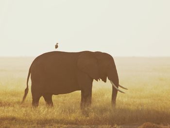 View of animals on field