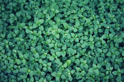 Full frame shot of green leaves