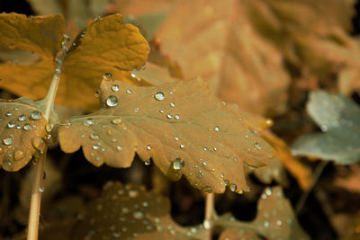 Close-up of raindrops on leaves