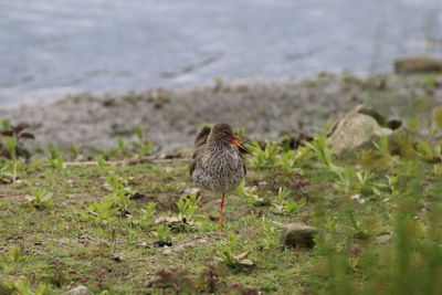 Sandpiper perching on a land on one leg