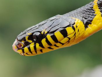 Close-up of yellow butterfly on leaf