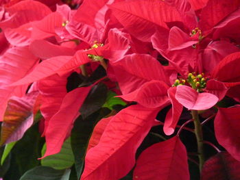 Close-up of red flowering plant