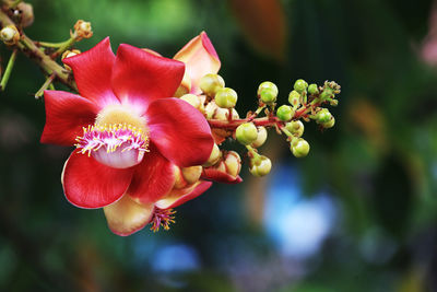 Close-up of flowering plant