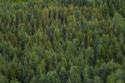 Full frame shot of green trees in forest