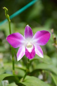 Close-up of purple flowering plant