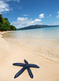 Dead starfish on shore at beach during sunny day