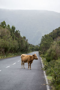 View of a horse on road