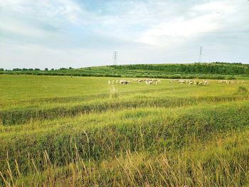 Scenic view of grassy field against sky