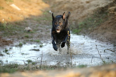 Dog running in a lake