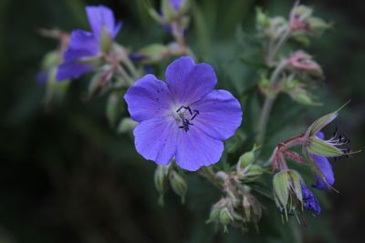 Close-up of purple flowering plant