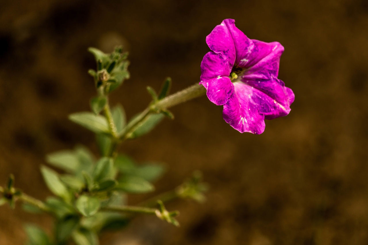 flower, petal, freshness, fragility, flower head, beauty in nature, growth, close-up, focus on foreground, blooming, pink color, nature, plant, in bloom, drop, purple, wet, stem, outdoors, selective focus