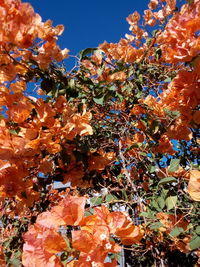 Low angle view of flowering plants against sky during autumn