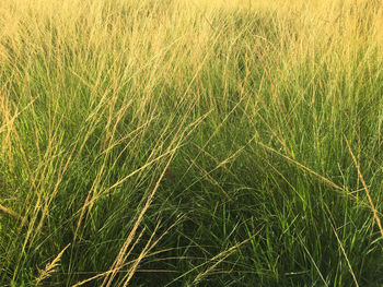 Full frame shot of crops on field