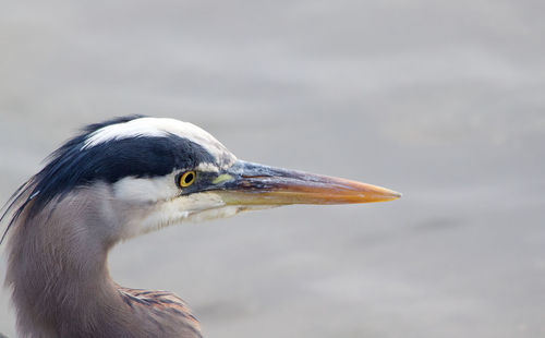 Close-up of a heron.