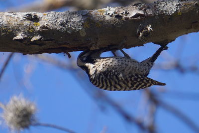 Close-up of bird perching on wall