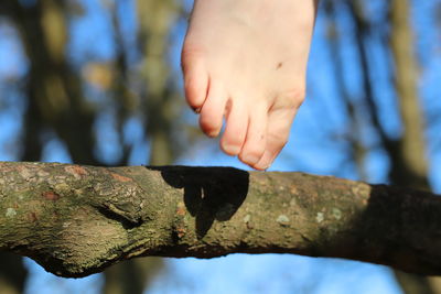 Close-up of human hand against tree