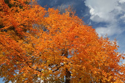 Low angle view of trees against sky