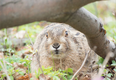 Close-up of portrait rabbit on field