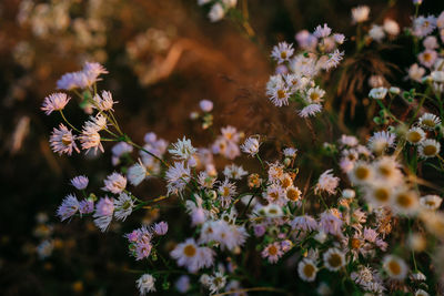 Close-up of purple flowering plant