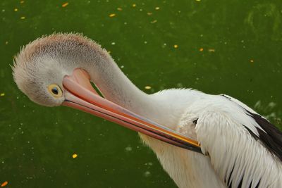 Close-up of pelican in lake