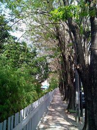 Narrow pathway along trees