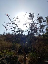 Trees on field against sky