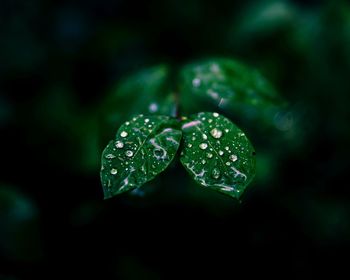 Close-up of raindrops on leaf