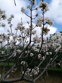 Close-up of fresh flower tree against sky