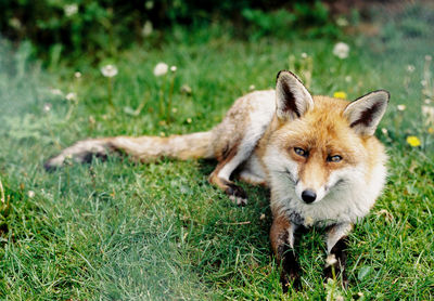 Portrait of dog on grass