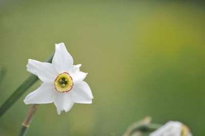 Close-up of white flowering plant