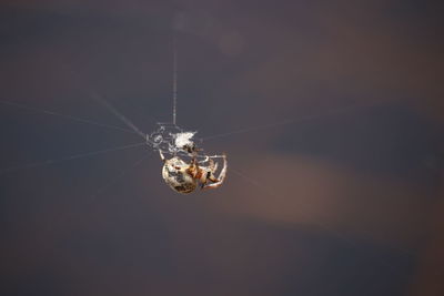 Close-up of spider on web