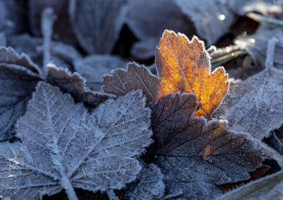 Close-up of frozen maple leaves during winter