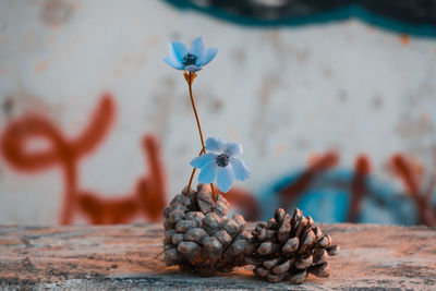 Close-up of flower on table against wall