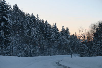 Trees in snow covered forest against clear sky