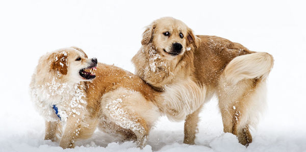 Playful dogs on snow covered field during winter