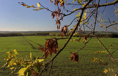 Scenic view of agricultural field against sky