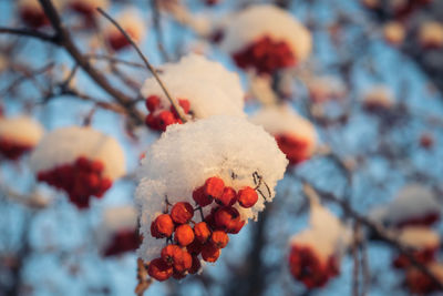 Close-up of berries on tree during winter