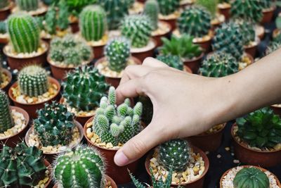 High angle view of hand holding potted plant