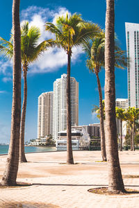 View of palm trees against sky