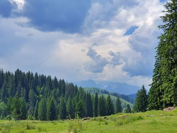 Pine trees in forest against sky