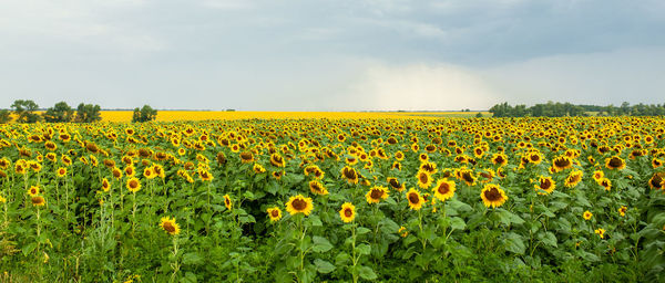 Scenic view of sunflower field against sky