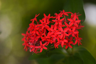 Close-up of red flowers