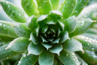 Close-up of wet plant