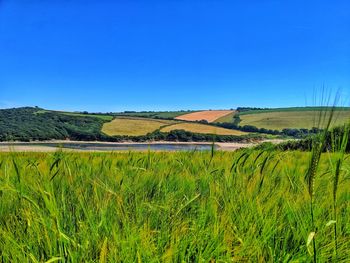 Scenic view of agricultural field against clear blue sky