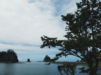 Trees by sea against sky