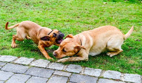 Two dogs on footpath