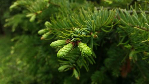 Close-up of pine tree