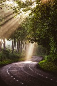 Road amidst trees on sunny day